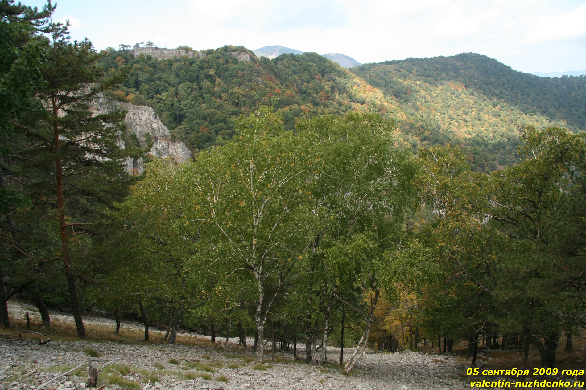 Крымская береза фото