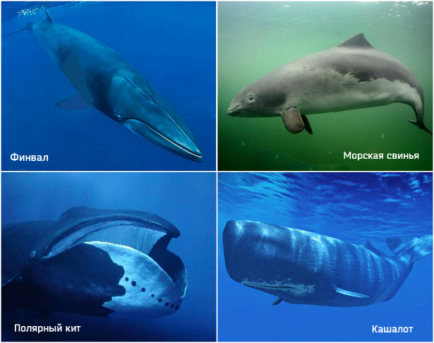 Какие отношения между китом и тунцом. Кит Кашалот. Кашалот от кита. Кашалот или кит. Синий кит и Кашалот.